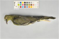 藏品(綠鳩)的圖片